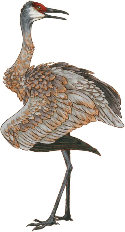 Sandhill Crane Clipart Transparent - Sandhill Crane (432x800)
