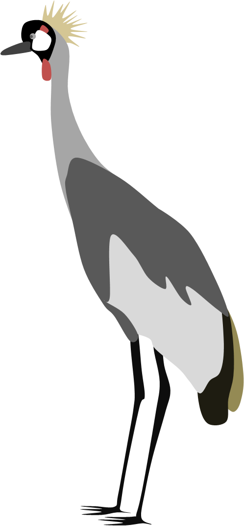 Crowned Crane By Adamzt2 - Crowned Crane By Adamzt2 (498x1071)