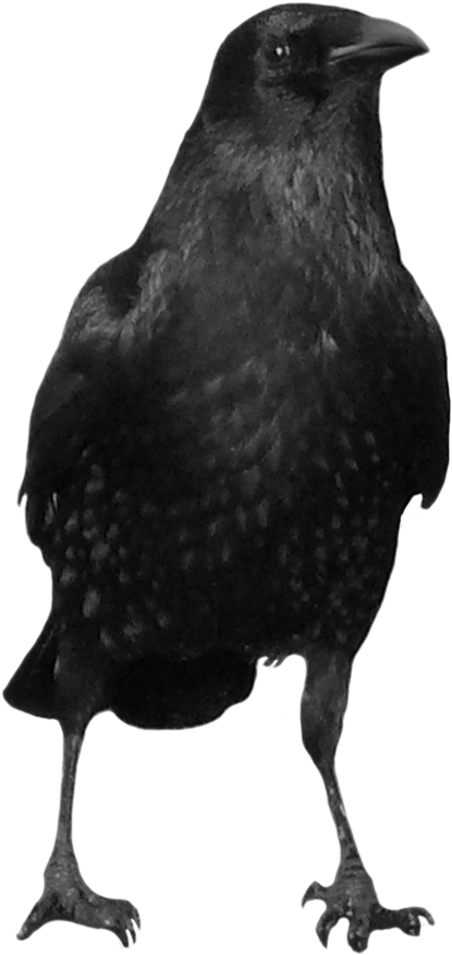 Common Raven (600x900)