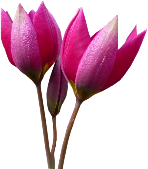 En Güzel Bahar Çiçekleri Png Görselleri, Çeşitli Saksı - Vector Graphics (489x558)