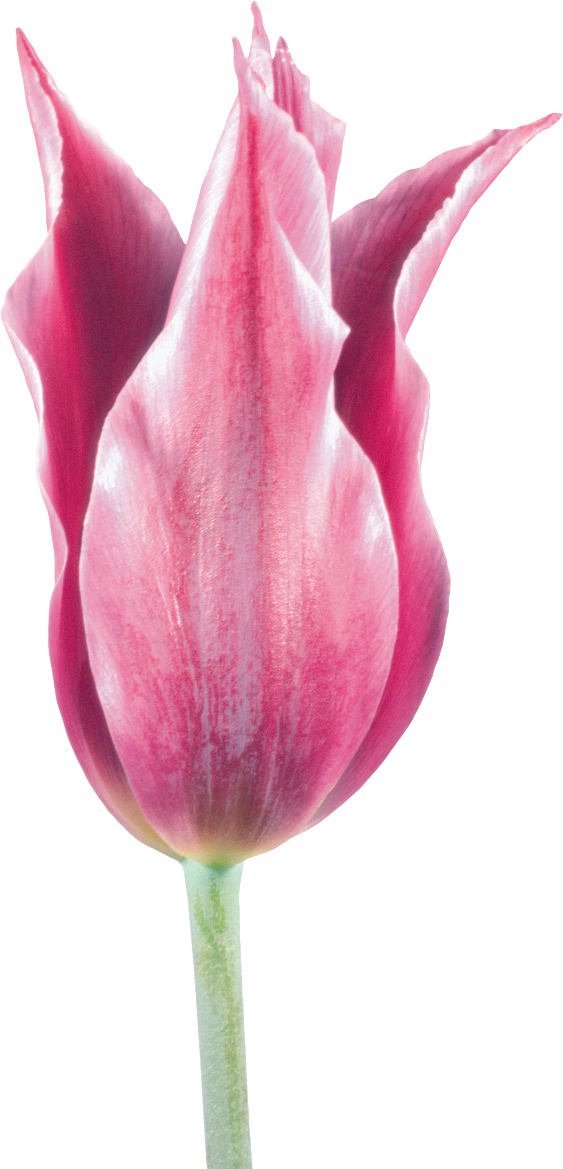 [ Img] - Sprenger's Tulip (2305x4780)
