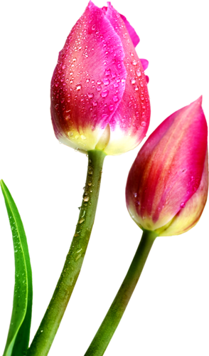 Png Mükemmel Lale Resimleri, Rengarenk Lale Png Görselleri - Flower (294x500)