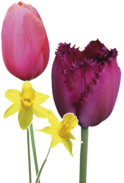 Bruno Nebelung Holland B - Sprenger's Tulip (562x788)