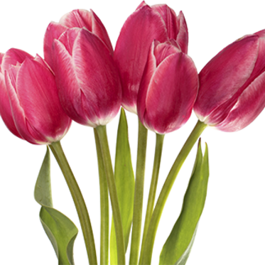 Луковичные Осенней Посадки - Online Shopping (373x373)