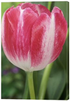 Tableau Sur Toile Tulipe "rexona - Sprenger's Tulip (400x400)