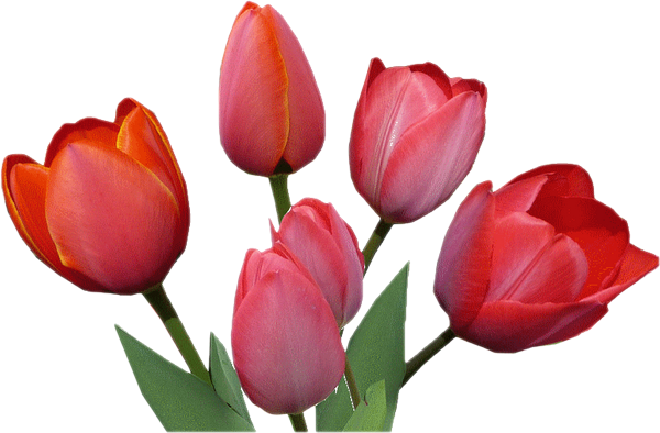 Tulipes Détourées - Sprenger's Tulip (600x394)