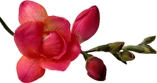 Orchid Clipart Animated - Love Orchid Animated Gif (512x271)