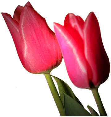 Bonitas Imagenes De Flores - Tulip (400x395)