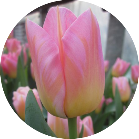 Этапы Работы - - Sprenger's Tulip (457x457)