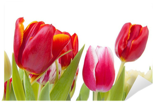 Fotomural Tulipanes Rojos En Primer Plano Sobre Fondo - Sprenger's Tulip (400x400)