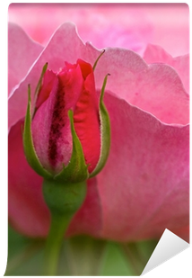 Pink Rose Flower With Bud In Summer - Hybrid Tea Rose (400x400)