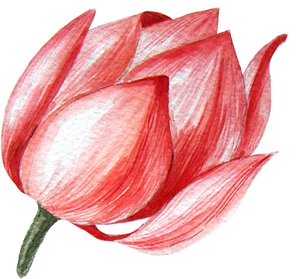 The Lotus Bud Transparent Material Png - Portable Network Graphics (650x597)