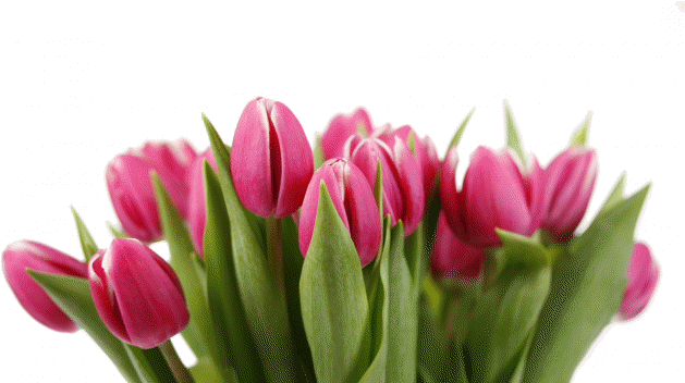 Tulips - Sprenger's Tulip (640x351)