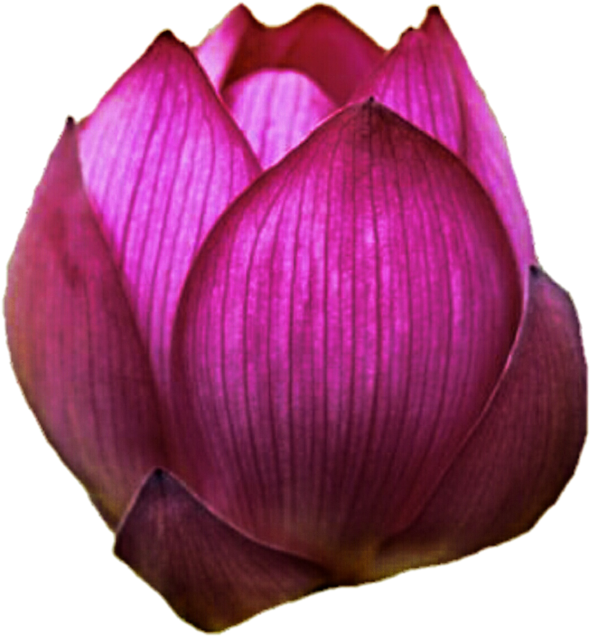 Lotus Bud By Jeanicebartzen27 - Lotus (861x927)