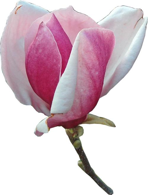 Магнолия Magnolia - Chinese Magnolia (500x661)