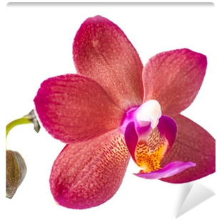Fotobehang Mooie Donkerrood Met Bud Orchidee, Wordt - Orchids Of The Philippines (400x400)