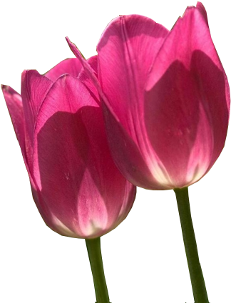 Postado Por Rose Alves Às - Pink Tulips (346x428)