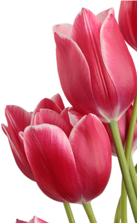 Изображение Для Плейкаста - Tulip Png (280x445)