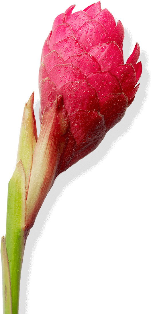 Discover Juara - Bud (715x1200)