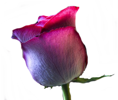 Fleurs Rouges - Garden Roses (400x340)
