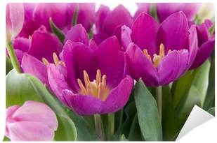 Fototapeta Kytice Z Fialové Růžové Tulipány Z Holandska - Netherlands (400x400)