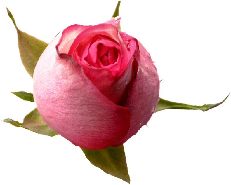 Partager - - Rose (800x643)