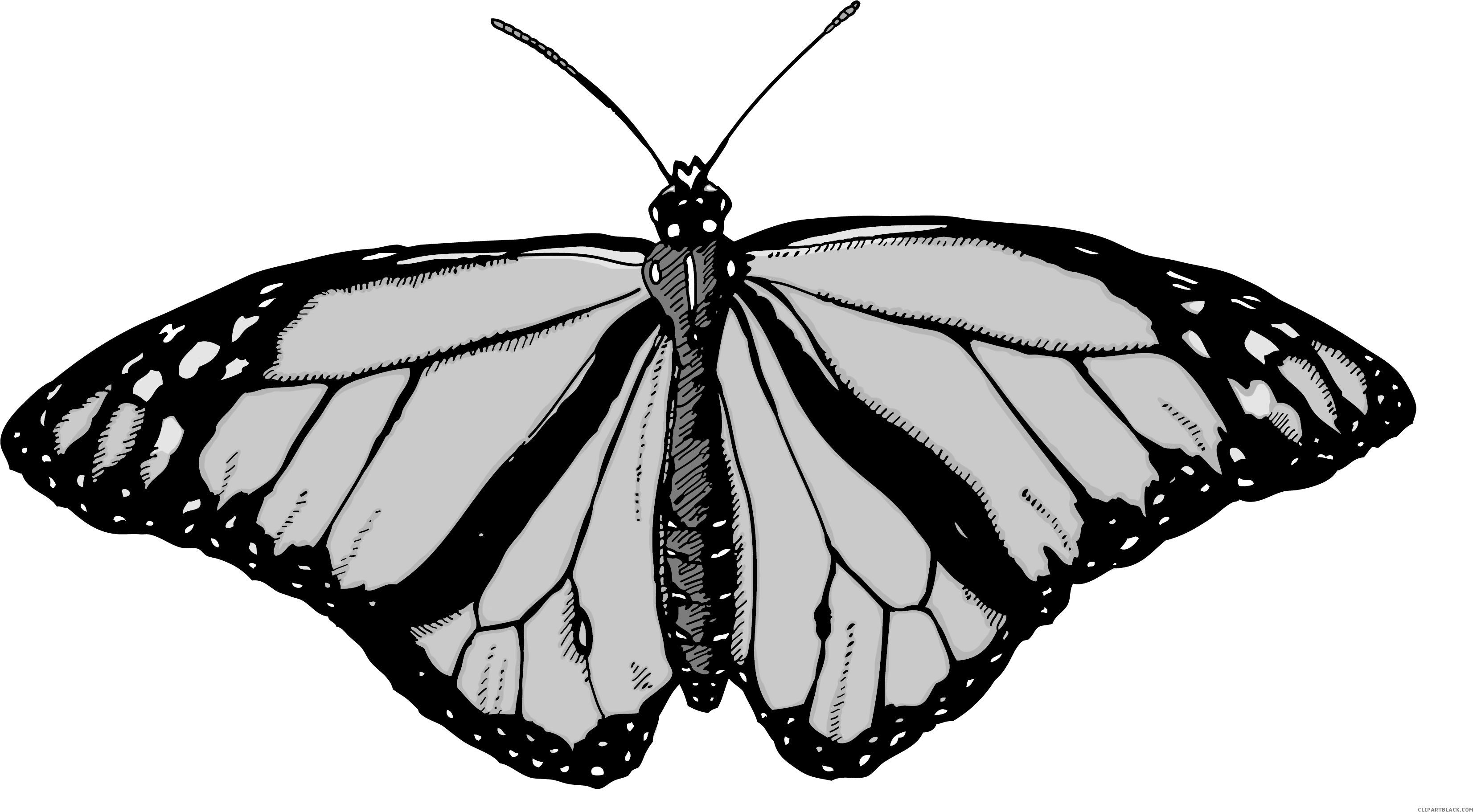 Monarch Butterfly Animal Free Black White Clipart Images - Clip Art.