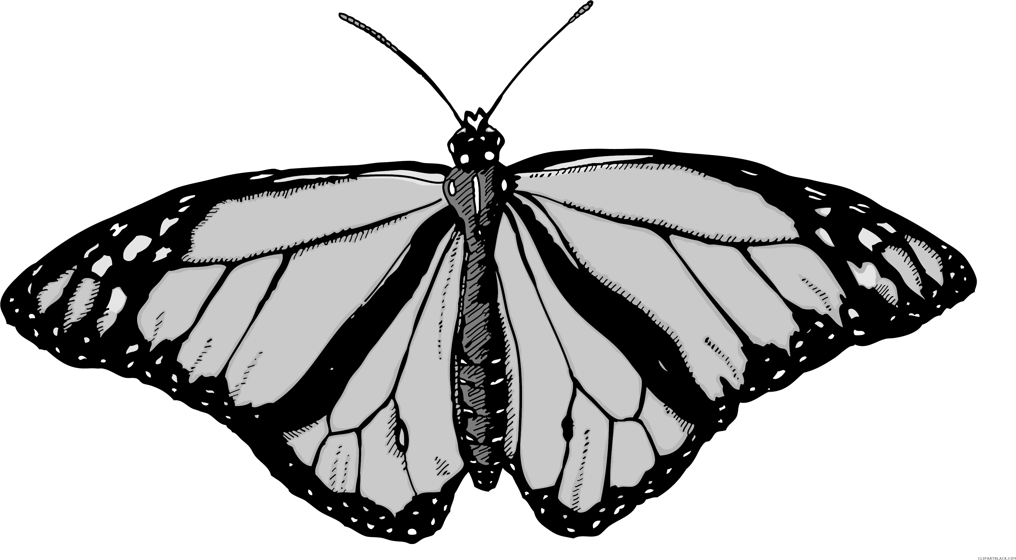 Monarch Butterfly Animal Free Black White Clipart Images - Clip Art (3450x1890)