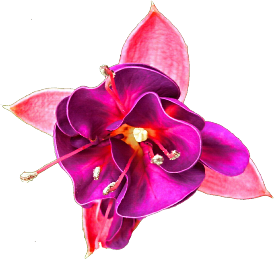 Pink Fuchsia Bud By Jeanicebartzen27 - Fuchsia (922x866)