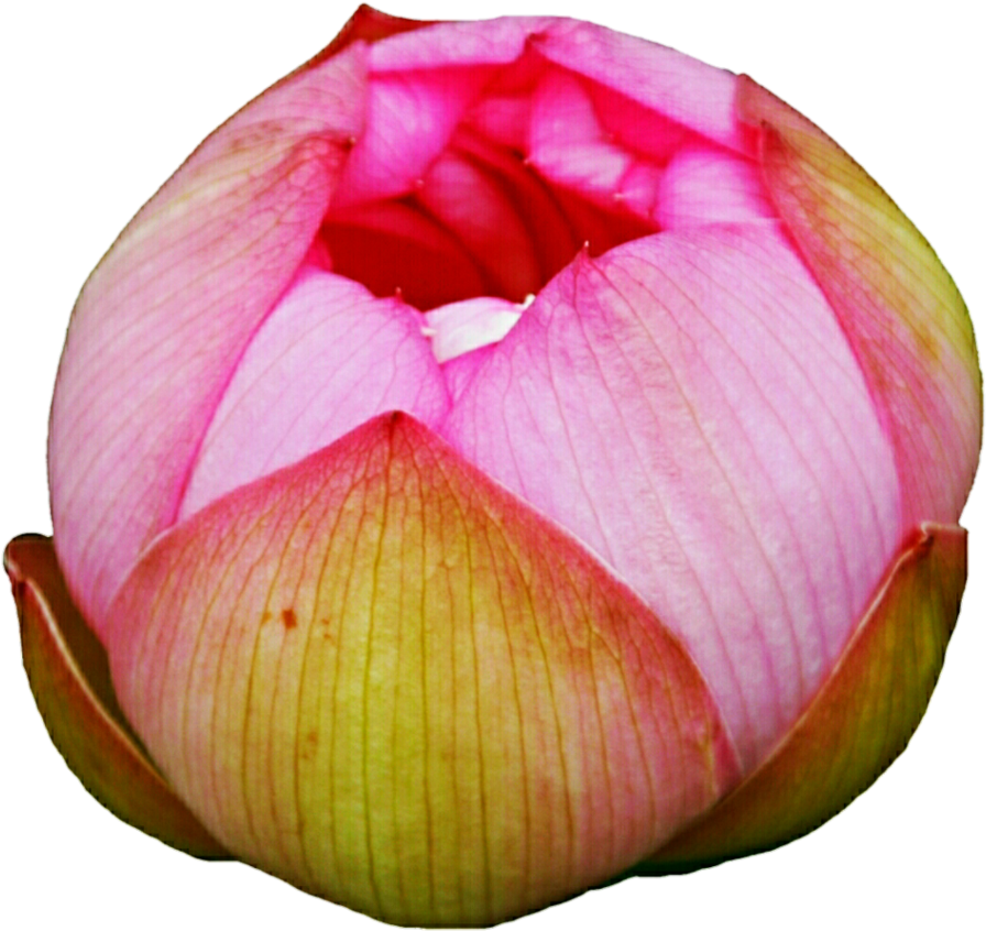 Lotus Bud By Jeanicebartzen27 - Sacred Lotus (920x869)