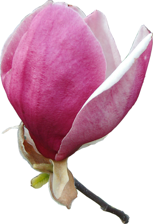 Магнолия Magnolia - Chinese Magnolia (500x729)