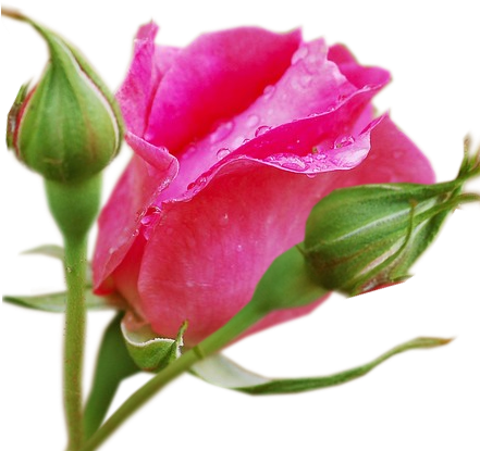 Изображение Для Плейкаста - Garden Roses (440x451)