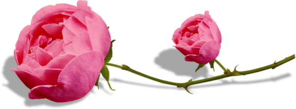 Pink Roses - Portable Network Graphics (600x221)