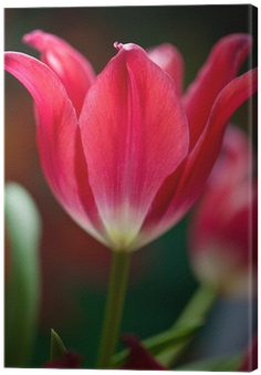Sprenger's Tulip (400x400)