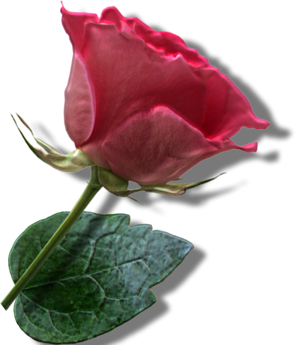 Frou - Garden Roses (600x701)