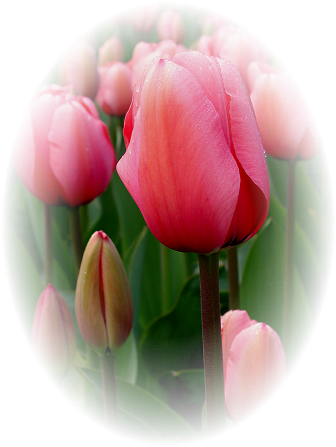 Tulip (375x500)