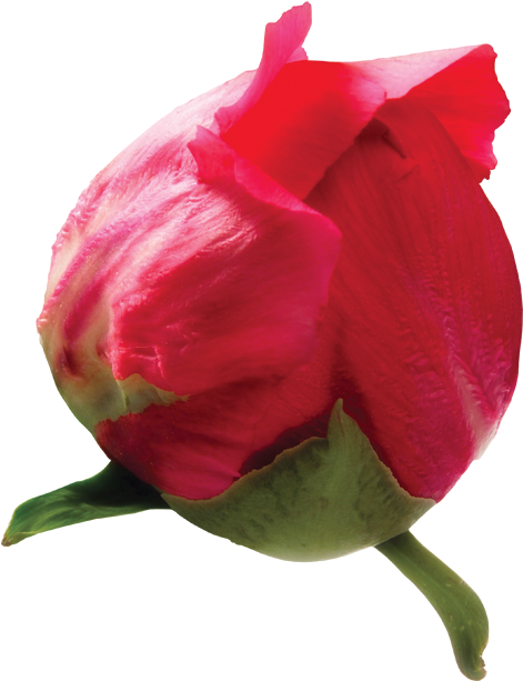 Kırmızız Güllür Arkası Saydam, Kırmızı Gül Arkafon - Tulip (482x624)