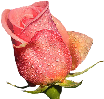 Flower With Raindrops - Garden Roses (450x337)