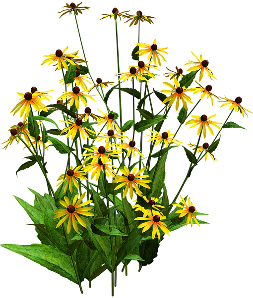 Sunflower Clipart Shrub - Black Eyed Susan Png (509x720)