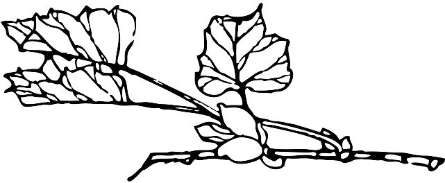 Outline, Tree, Flower, Branch, Plant, Vine, Bush, Shrub - Plant Black And White Transparent (640x320)