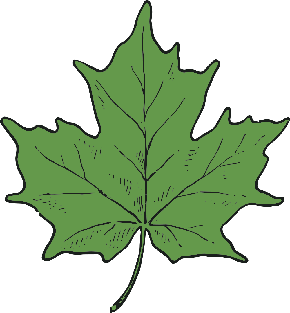 Cad Clip Art Maple Leaf And Seed-3 - Hoja De Arbol Png (1000x1078)