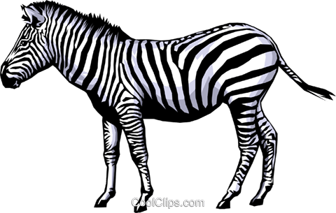 Zebra Royalty Free Vector Clip Art Illustration - Zebra Clip Art (480x305)