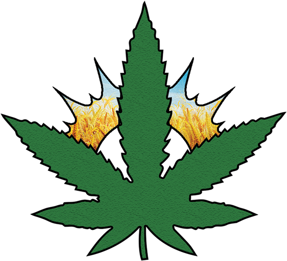 Unlike Legal Substances Such As Prescription Opiates, - Cannabis (586x610)