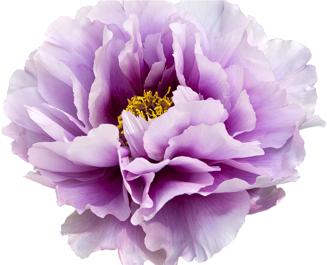 Buy2get1free Hand Drawn Flower Bloom Clipart By Qidsignproject - Peonies Transparent (1368x855)