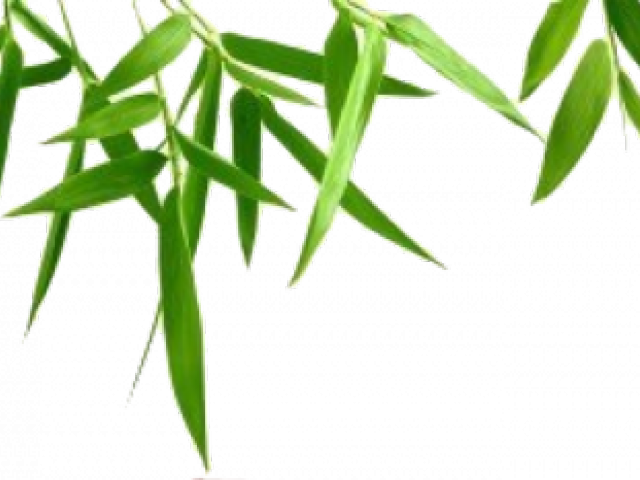 Bamboo Clipart Transparent Background - French Manicure (640x480)