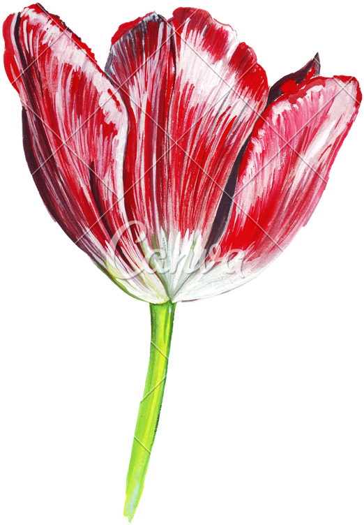 Hand Draw Watercolor Realistic Single Tulip Flower - Drawing (617x800)