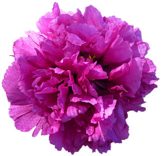 Flower Blossom Bloom Peony Red Isolated Tr - Peony Transparent Background (509x340)