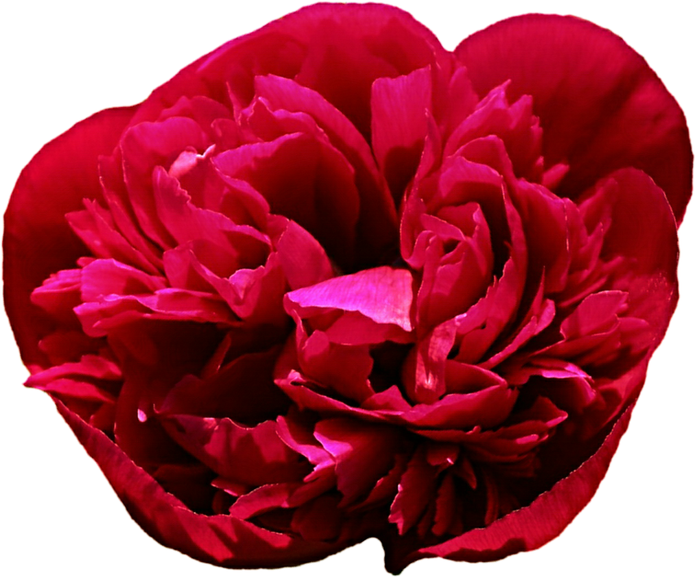 Dark Pink Peony By Jeanicebartzen27 Dark Pink Peony - David C.h. Austin (1024x863)