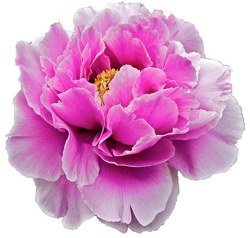 Impressive Aljanh - Net, P - - Peony - Lifestyle (694x560)