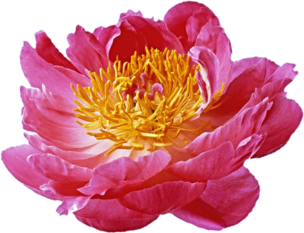 Pink Peony By Jeanicebartzen27 - Clip Art (1013x788)